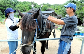 風月に馬具をつける山下勉さん（右）と妻恵子さん＝洲本市五色町都志大日