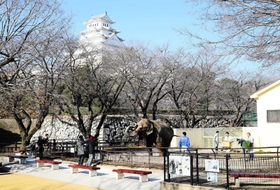 元気だったころの姫子。市民のアイドルだった＝２０１９年１２月、姫路市本町