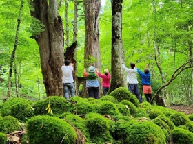 宍粟の魅力を探し、豊かな自然の中で森林浴を楽しむメンバーたち＝宍粟市波賀町（しそくら提供）