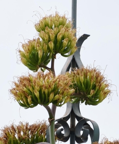 「一生に一度」の花を咲かせたアガベ・オバティフォリア＝神戸市中央区明石町