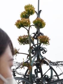 「一生に一度」の花を咲かせたアガベ・オバティフォリア＝神戸市中央区明石町