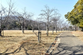 元気なころ、夫婦が散歩に訪れていたという公園＝神戸市西区糀台６