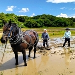 ６月初旬に馬耕する山下恵子さん（右）と協力した学生（山下さん提供）＝洲本市五色町都志大日
