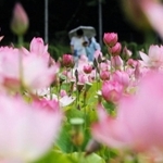 散策客をもてなすように咲き誇るハスの花＝姫路市夢前町置本