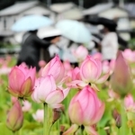 散策客をもてなすように咲き誇るハスの花＝姫路市夢前町置本