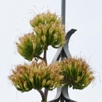 「一生に一度」の花を咲かせたアガベ・オバティフォリア＝神戸市中央区明石町
