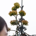 「一生に一度」の花を咲かせたアガベ・オバティフォリア＝神戸市中央区明石町
