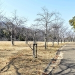 元気なころ、夫婦が散歩に訪れていたという公園＝神戸市西区糀台６
