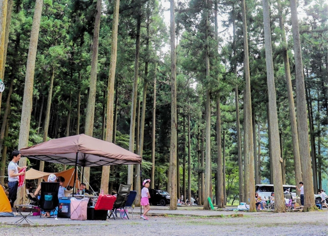 杉木立に囲まれたキャンプ場＝姫路市夢前町山之内佐中