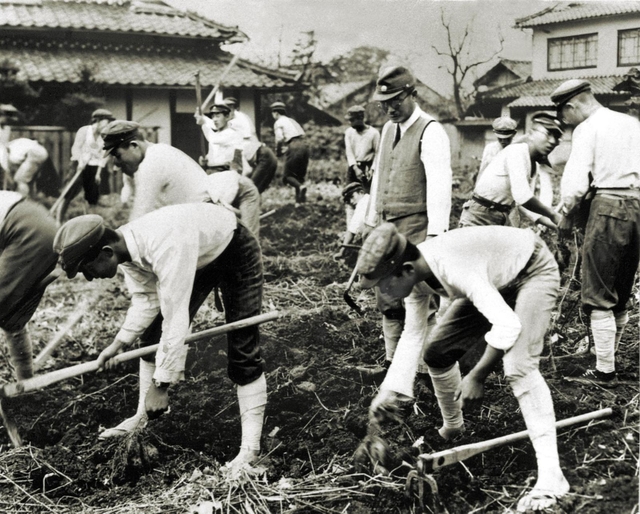 戦時中の食糧増産でサツマ芋の栽培に励む柏原中学（現柏原高校）の生徒