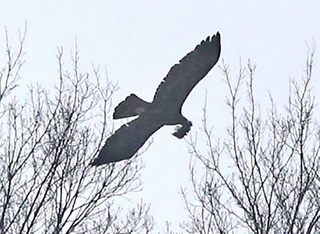 卵を産み落とす場所作りのための材料をくわえて飛ぶニホンイヌワシ＝２月１１日、但馬地域の扇ノ山周辺（撮影・山崎　竜）