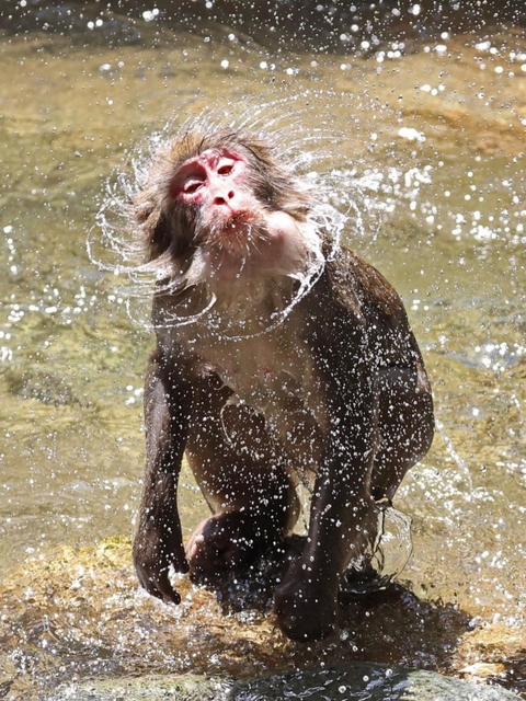 日中はまだ厳しい残暑。水辺で暑さをしのぐニホンザル＝１９日午後、兵庫県佐用町船越