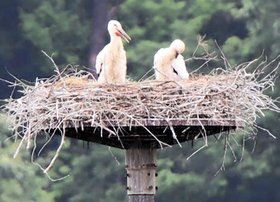 人工巣塔で確認された今年誕生のコウノトリのヒナ。野外で暮らす個体の増加ペースが加速している＝６月５日、豊岡市内（撮影・丸山桃奈）