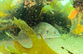 明石沖の海の中。多種多様な生き物がいる（藤原巧巳さん提供）
