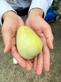 やや黄色く色づいた網干メロン。これくらいが食べ頃だという＝姫路市網干区津市場
