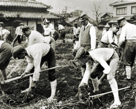 戦時中の食糧増産でサツマ芋の栽培に励む柏原中学（現柏原高校）の生徒