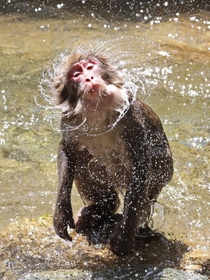 日中はまだ厳しい残暑。水辺で暑さをしのぐニホンザル＝１９日午後、兵庫県佐用町船越