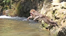 清らかな川の流れをせき止めた「おさるのプール」に飛び込むニホンザル＝１９日午後、兵庫県佐用町船越