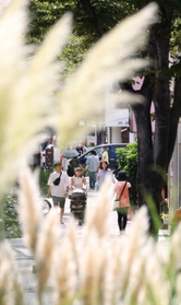 街角に秋の便り。西洋ススキの穂が風に揺れていた＝２８日午後、神戸市中央区浪花町