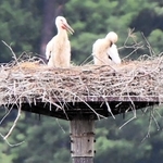 人工巣塔で確認された今年誕生のコウノトリのヒナ。野外で暮らす個体の増加ペースが加速している＝６月５日、豊岡市内（撮影・丸山桃奈）