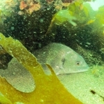 明石沖の海の中。多種多様な生き物がいる（藤原巧巳さん提供）