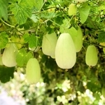 今が旬、鈴なりの網干メロン＝姫路市網干区津市場