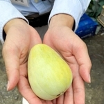 やや黄色く色づいた網干メロン。これくらいが食べ頃だという＝姫路市網干区津市場