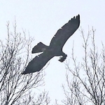 卵を産み落とす場所作りのための材料をくわえて飛ぶニホンイヌワシ＝２月１１日、但馬地域の扇ノ山周辺（撮影・山崎　竜）