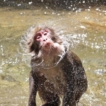 日中はまだ厳しい残暑。水辺で暑さをしのぐニホンザル＝１９日午後、兵庫県佐用町船越