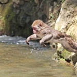 清らかな川の流れをせき止めた「おさるのプール」に飛び込むニホンザル＝１９日午後、兵庫県佐用町船越