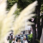 街角に秋の便り。西洋ススキの穂が風に揺れていた＝２８日午後、神戸市中央区浪花町