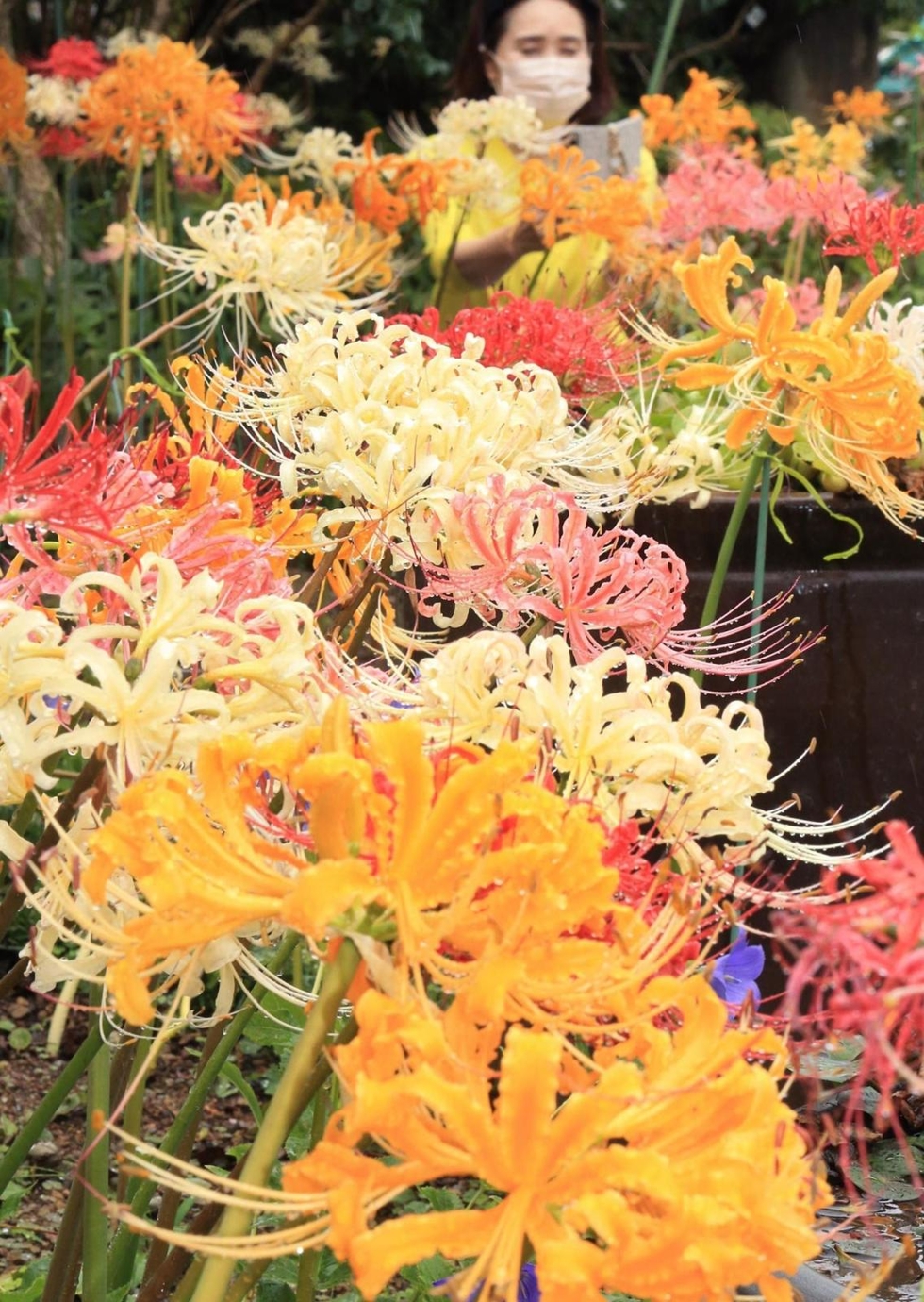 ５色のヒガンバナ 想像以上にきれい 珍しいピンクなど千株が境内彩る 加古川 円照寺 総合 神戸新聞next