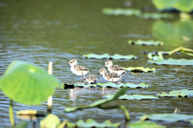 卵からかえったばかりのセイタカシギのひな４羽（三木敏史さん提供）