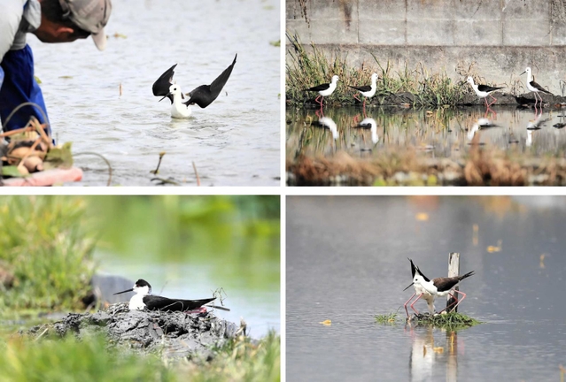 (左～時計回り）■なんもせえへんで」。ひなをかばって注意を引く親鳥に、三宅純さんは優しく声をかけた■縄張り争いで、じっと向かい合うセイタカシギのつがい■大雨で畑の水かさが上がり、水没するセイタカシギの巣■土を盛ってかさ上げされた巣で羽を休ませるセイタカシギ（いずれも三木敏史さん提供）