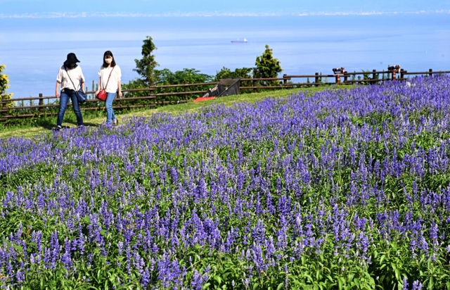 一面に青い花を咲かせたサルビア＝淡路市楠本
