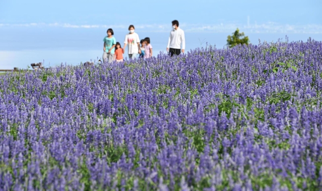 見頃を迎えたサルビア。来場者が写真を撮るなど楽しんだ＝淡路市楠本（撮影・坂井萌香）