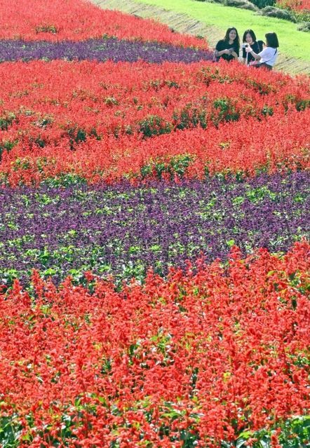 見頃を迎えたサルビア。来場者が写真を撮るなど楽しんだ＝淡路市楠本（撮影・坂井萌香）