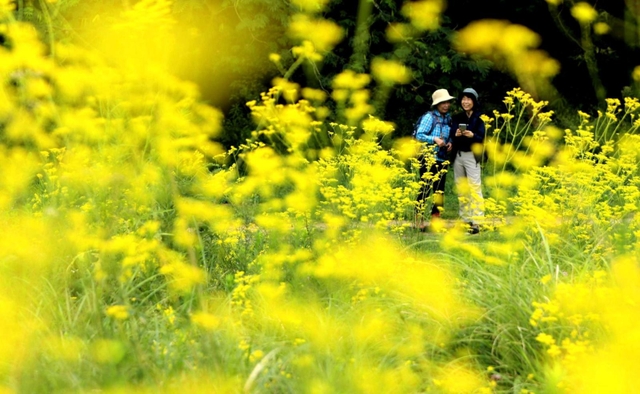 風に揺れるオミナエシの花＝８日午前、兵庫県立三木山森林公園