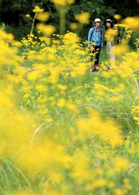 そよ風に揺れる秋の七草オミナエシ＝８日午前、三木市福井、県立三木山森林公園