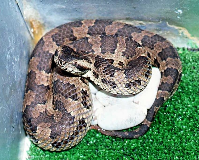 沖縄や奄美群島などに生息するヒメハブ（太田英利研究員提供）