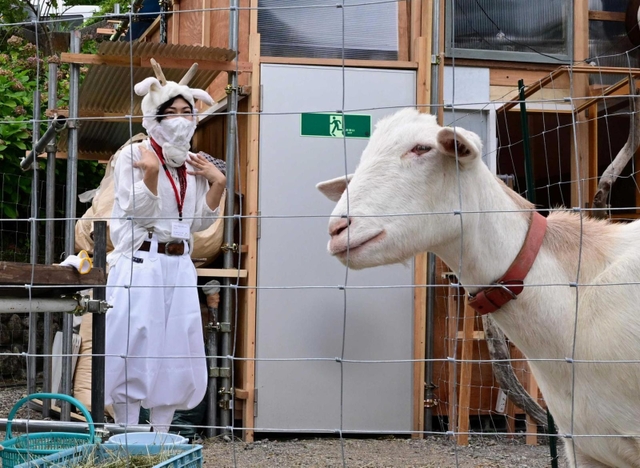 にしかわしょう子さんはヤギと共生するプロセスを作品化した＝神戸市灘区六甲山町