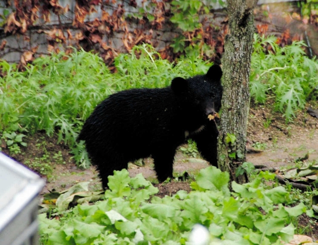 人家近くを歩くツキノワグマ＝２０１０年１０月２８日、豊岡市日高町日置
