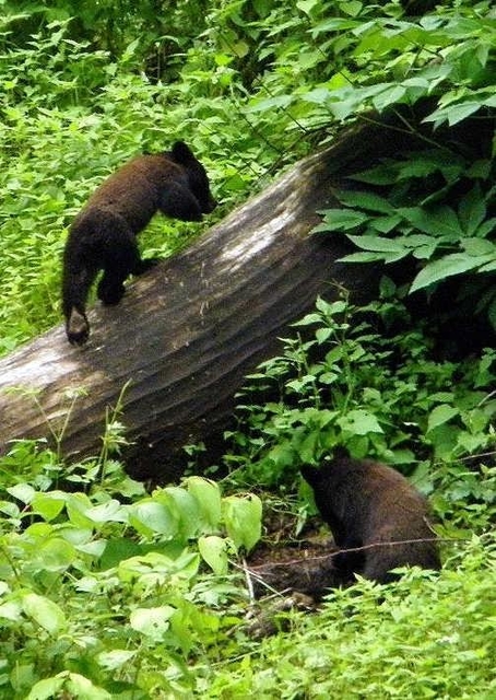 兵庫県内で目撃された２頭のクマ（県森林動物研究センター提供）＝２０１６年１０月