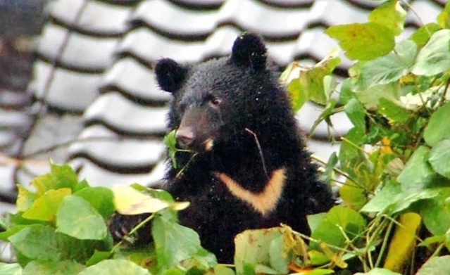 兵庫県、3年ぶりにクマ猟解禁へ 11月15日～12月14日