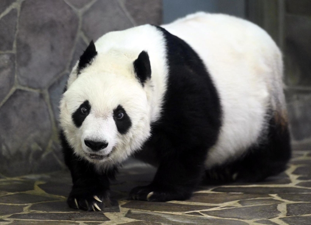 ２７歳の誕生日を迎えタンタン＝１６日午後、神戸市灘区王子町３、神戸市立王子動物園（撮影・坂井萌香）