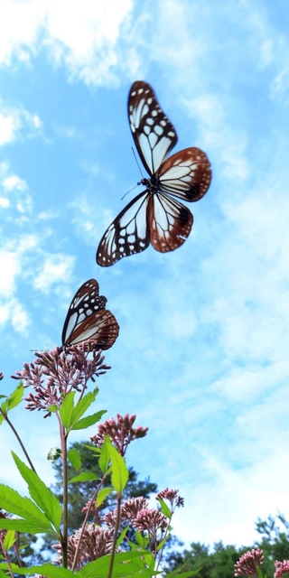 秋空に羽ばたくアサギマダラ＝２８日午前、神戸市灘区摩耶山町、摩耶山天上寺