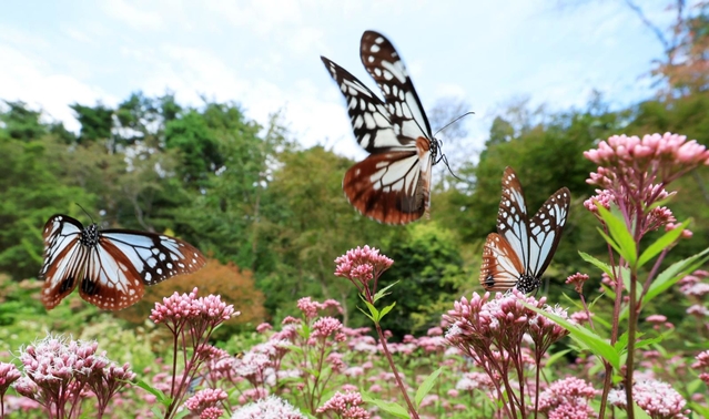 フジバカマの蜜を求めて舞うアサギマダラ＝２８日午後、神戸市灘区摩耶山町、摩耶山天上寺