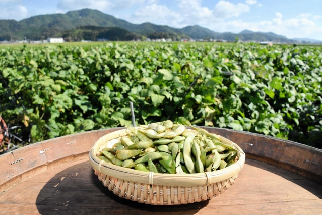 丹波篠山市特産の黒枝豆＝丹波篠山市川北（２０２１年撮影）