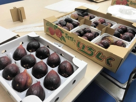 特殊なケースに入った川西産イチジク（日本航空提供）