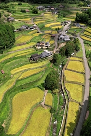 刈り入れが迫り、黄金色に色づいた棚田＝兵庫県多可町加美区岩座神（ドローンで撮影）